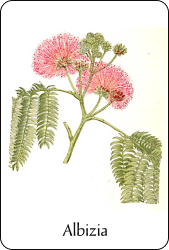 Source : Paul Hariot, Atlas de poche des arbustes (1904), via BnF Planche de botanique représentant un albizia