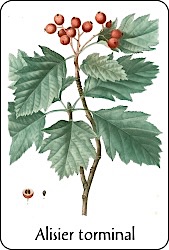 Source : illustration de Redouté pour le Nouveau Duhamel, T. 4 (1809), via BnF Planche de botanique représentant un alisier torminal