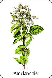 Source : illustration de Jacob Sturm pour Deutschlands Flora in Abbildungen de Johann Georg Sturm (1796), via Wikimedia Commons Planche de botanique représentant un amélanchier
