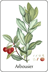 Source : illustration de Redouté pour le Nouveau Duhamel (vers 1800), via BnF Planche de botanique représentant un arbousier