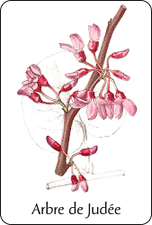 Source : Paul Hariot, Atlas de poche des arbustes et arbrisseaux (1904), via BnF Planche de botanique représentant un arbre de Judée