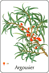 Source : illustration de Redouté pour le Nouveau Duhamel, T. 6 (1815), via BnF Planche de botanique représentant un argousier