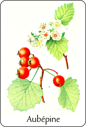 Source : Addisonia, Colored Illustrations and Popular Descriptions of Plants, vol. 17, n° 3 (1932), via Internet Archive Planche de botanique représentant une aubépine