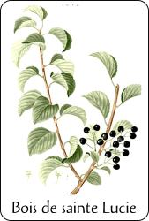 Source : illustration de Redouté pour le Nouveau Duhamel, T. 5 (1812), via BnF Planche de botanique représentant un cerisier de Sainte Lucie