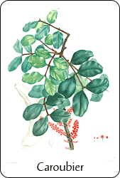 Source : illustration de Redouté pour le Nouveau Duhamel (vers 1800), via BnF Planche de botanique représentant un caroubier