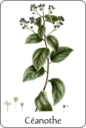 Source : Paul Hariot, Atlas de poche des arbustes (1904), via BnF Planche de botanique représentant un céanothe