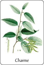 Source : illustration de Redouté pour le Nouveau Duhamel, T. 2 (1804), BnF Planche de botanique représentant un charme