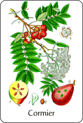 Source : illustration de Jacob Sturm pour Deutschlands Flora in Abbildungen de Johann Georg Sturm, via Wikimedia Commons Planche de botanique représentant un cormier