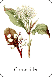Source : Paul Hariot, Atlas de poche des arbustes et arbrisseaux, 1904, via BnF Planche de botanique représentant un cornouiller