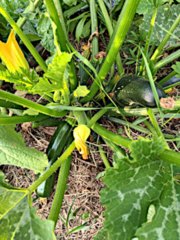 Au potager Photo de courgettes prêtes à être cueillies