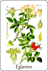 Source : Otto Wilhelm Thomé, Florra von Deutschland, Österreich und der Schweiz (1885) via Wikimedia Commons Églantier