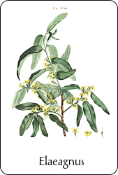 Source : illustration de Redouté pour le Nouveau Duhamel, T. 2 (1804), via BnF Planche de botanique représentant un elaeagnus
