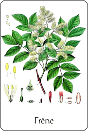 Source : illustration de Franz Eugen Köhler (1897), via Wikimedia Commons Planche de botanique représentant un frêne