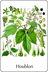 Source : Franz Eugen Köhler, Köhler's Medizinal-Pflanzen (1897), via Wikimedia Planche de botanique représentant du houblon