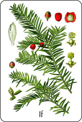 Source : Otto Wilhelm Thomé, Flora von Deutschland, Österreich und der Schweiz (1885), via Wikimedia Commons Planche de botanique représentant un if