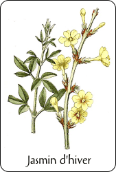 Source : Paul Hariot, Atlas de poche des arbustes (1904), via BnF Planche de botanique représentant un jasmin