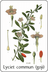 Source : Amédée Masclef, Atlas des plantes de France (1891), via Wikimedia Commons Planche de botanique représentant un lyciet avec ses baies de goji
