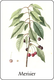 Source : illustration de Redouté pour le Nouveau Duhamel (1812), T. 5, via BnF Planche de botanique représentant un merisier