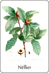 Source : illustration de Redouté pour le Nouveau Duhamel, T. 4 (1809), via BnF Planche de botanique représentant un néflier