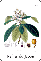 Source : Philipp Franz von Siebold and Joseph Gerhard Zuccarini, Flora Japonica (1870), via Wikimedia Commons Planche de botanique représentant un néflier du Japon