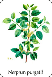 Source : illustration de Redouté pour le Nouveau Duhamel, T. 3 (1806), via BnF Planche de botanique représentant un nerprun purgatif