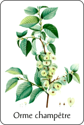 Source : illustration de Redouté pour le Nouveau Duhamel, T. 2 (1804), via BnF Planche de botanique représentant un orme champêtre