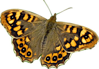 Némusien. Photo de papillon