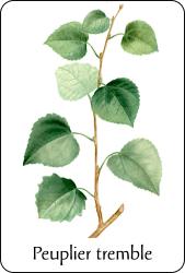 Source : illustration de Redouté pour le Nouveau Duhamel, T. 2 (1804), via BnF Planche de botanique représentant un peuplier tremble