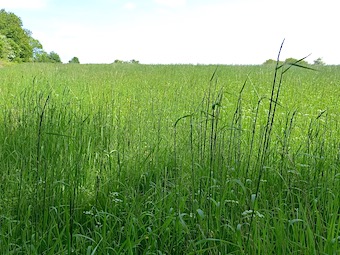 Photo de la prairie