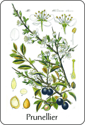 Source : Flora von Deutschland, Österreich und der Schweiz (1885), via Wikimedia Commons Planche de botanique représentant un prunellier