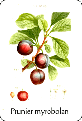 Source : illustration de Redouté pour le Nouveau Duhamel (vers 1800), via BnF Planche de botanique représentant un prunier myrobolan