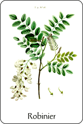 Source : illustration de Redouté pour le Nouveau Duhamel, t. 2 (1804), via BnF Planche de botanique représentant un robinier
