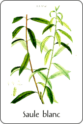 Source : illustration de Redouté pour le Nouveau Duhamel, T. 3 (1806), via BnF Planche de botanique représentant un saule blanc