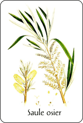 Source : illustration de Carl Axel Magnus Lindman (vers 1905), via Wikimedia Commons Planche de botanique représentant un saule osier