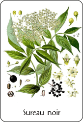 Source : Franz Eugen Köhler, Köhler's Medizinal-Pflanzen (1897), via Wikimedia Commons Planche de botanique représentant un sureau