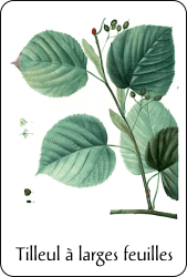 Source : illustration de Redouté pour le Nouveau Duhamel (vers 1800), via BnF Planche de botanique représentant un tilleul à larges feuilles