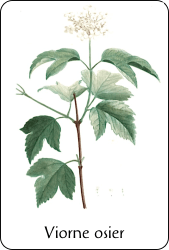 Source : illustration de Redouté pour le Nouveau Duhamel, T. 2 (1804), via BnF Planche de botanique représentant une viorne osier
